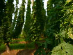 HD Hop garden tracking shot Stock Footage