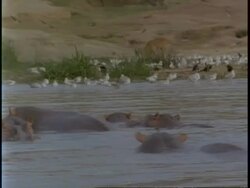 MS Hippopotamus, Hippopotamus amphibius, wallowing in river, Uganda, Africa Stock Footage