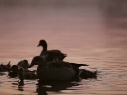 MS African ducks with ducklings on lake at dawn before sunrise / Pilansberg, North west, South Africa Stock Footage