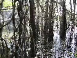 swamp forest Stock Footage