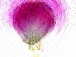 ROSE : one petal (TRANSITION) Stock Footage