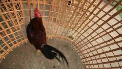 Local Cock in the rural Stock Footage