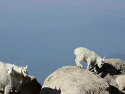 MS Mountain goat kids jumping from rock to rock / Idaho Springs, Colorado, United States Stock Footage