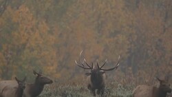 WS  shot of large bull elk (Cervus canadensis) chasing cow elk in the fog during the fall rut Stock Footage