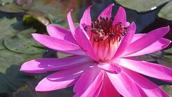 Bee on water lily Stock Footage