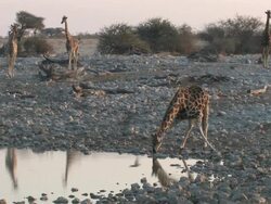 giraffe drink Stock Footage