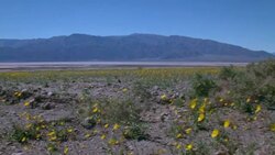 Death Valley Desert Pan of Flowers and Mountains Stock Footage