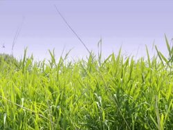 reed in swamp area, natural reserve Stock Footage