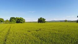 Flying low over Green wheat Stock Footage
