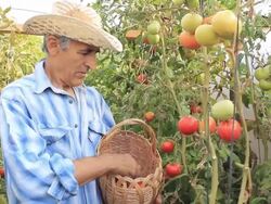 Farmer Picking Tomatoes Stock Footage