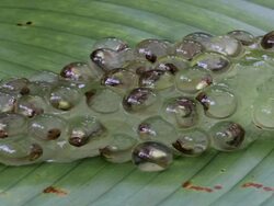 Close Up - Frog eggs clinging to a leaf, tadpoles can be seen moving in some / Costa Rica Stock Footage