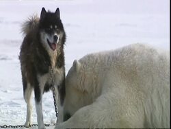 Polar bear (Ursus maritimus) interacting with Husky dog (Canis lupus familiaris), near Churchill, Manitoba, Canada Stock Footage