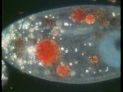 BCU microscopic view of Paramecium vacuole and particles Stock Footage