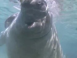 Friendly Manatee Stock Footage