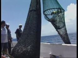 EL SALVADOR: SHRIMPING INDUSTRIES NEW PRACTICES TO PROTECT TURTLE News Clip