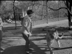 THEY'RE NOT KITTEN-CATS News Clip