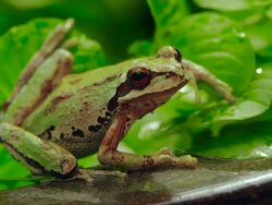 Pacific Tree Frog sitting Stock Footage
