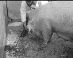 PIG HALTER News Clip