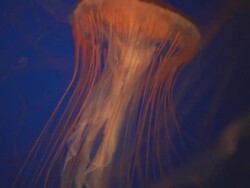 CU, Canada, British Columbia, Vancouver, Aquarium, Jellyfishes in water Stock Footage