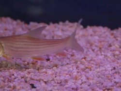 Young siamese giant carp Stock Footage