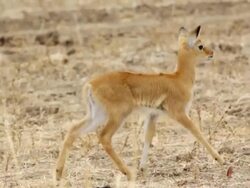 MS TS Baby antelope walking / Lukuzi, Eastern, Zambia Stock Footage