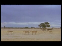 WA Pride of African Lions (Panthera leo) walking through desert, 1 chases after hyenas, Botswana Stock Footage