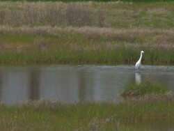 Snowy egret in the swamp 5 Stock Footage