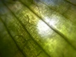 HD 1080i Vein Abstract with leaves 1 Stock Footage