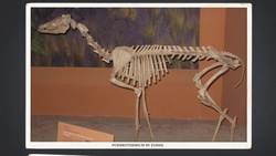 When Camels Roamed North America Instructional Video