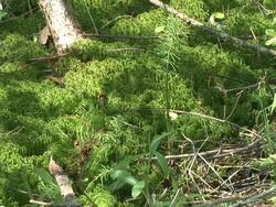 HD: Forest shadows Stock Footage