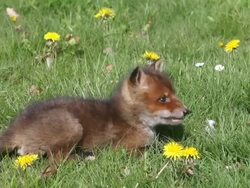 MS Red fox  cub sitting on Grass  / vieux pont en auge, Normandy, France Stock Footage