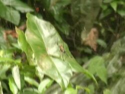 Giant Orb web spider Stock Footage