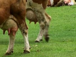 HD: Cows udder Stock Footage