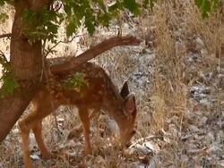 Mule Deer Fawn Shooing Flies Stock Footage