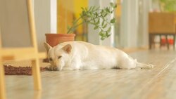 Relaxing Dog Stock Footage