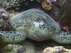 Green Turtle Resting Stock Footage