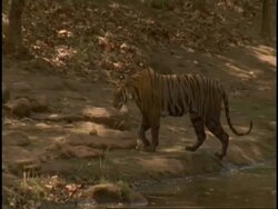 Royal Bengal tiger (Panthera tigris tigris) climbing out of water, Bandhavgarh National Park, India Stock Footage