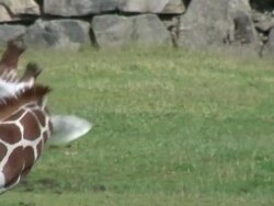 Giraffe. Stock Footage