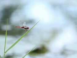 Red dragonfly rests on leafs Stock Footage