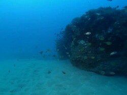 WS POV Shot of Various fish swimming or drifting with surge around rocks covering with coral and sponge / Matola, Maputo, Mozambique Stock Footage