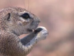 CU Squirrel eating at Kgalagadi Transfrontier Park / Northern Province, South Africa Stock Footage