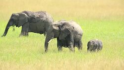 African Elephants loving / playing at wild Stock Footage