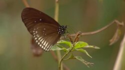 A butterfly lands on a slender stem. Stock Footage