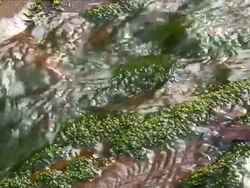 CLOSE-UP OF WATER OVER LICHEN Stock Footage