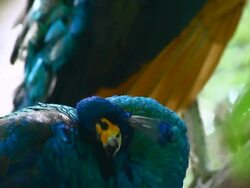 peacock cleaning feather Stock Footage