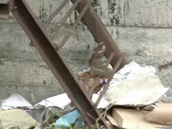 MS TS Shot of Birds sitting in piles of rubbish and discarded rusting metal / Archangelsk, Archangelsk Oblast, Russia  Stock Footage