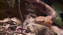 A snake carries off a mouse carcass. Stock Footage