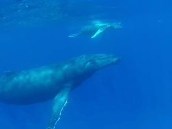 Baby Humpback Whale swimming  at the surface with its mother Stock Footage