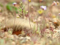 WS View of Hairy orange caterpillar moving through various fynbos along stony ground / Namaqualand, Northern Cape, South Africa Stock Footage