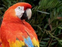 Parrot Macaw Stock Footage